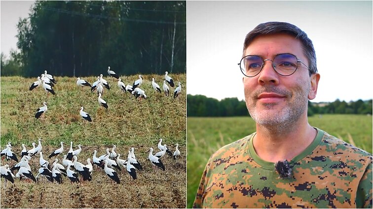 Gamtininko užrašai. Čepulis užfiksavo unikalų reginį – masinį gandrų pakilimą skrydžiui į pietus: kiek aš kankinausi, kol radau jų aerodromą