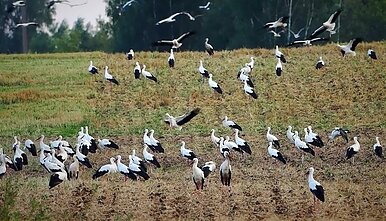 Gandrai buriasi kelionei į Afriką