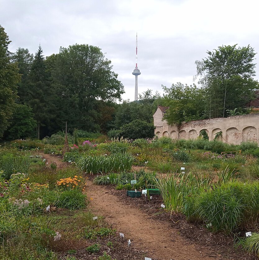 Homo cultus. Žmogus ir miestas. Vingio parke įsikūrusio Botanikos sodo istorija ir augalų kolekcijos. Pasakoja VU Botanikos sodo Vingio parko skyriaus darbuotojos
