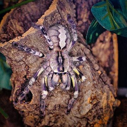 Įdomūs faktai. odėl negalime būti tikri, kad mūsų miškuose negyvena tarantulai?