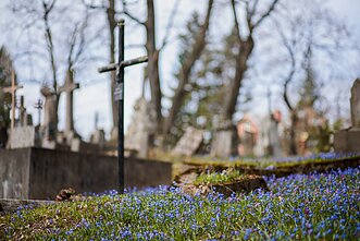 Vilnius Bernardine Cemetery covered with blooming blue scillas