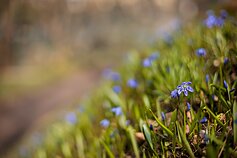 Vilnius Bernardine Cemetery covered with blooming blue scillas