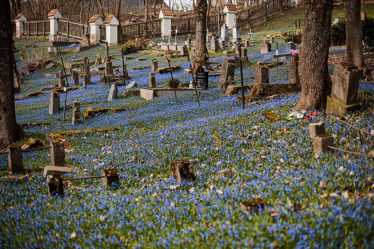 Vilnius Bernardine Cemetery covered with blooming blue scillas
