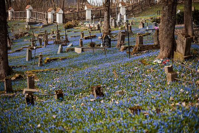 Vilnius Bernardine Cemetery covered with blooming blue scillas
