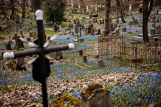 Vilnius Bernardine Cemetery covered with blooming blue scillas