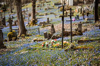 Vilnius Bernardine Cemetery covered with blooming blue scillas