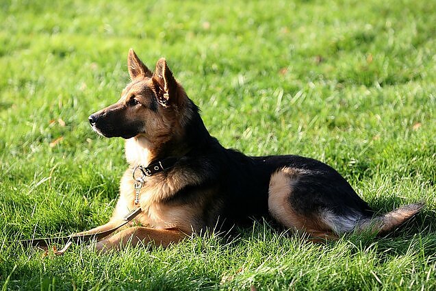 Pareigūnai praskleidė savo darbo užkulisius: trys dresuotiems šunims svarbūs dalykai, kaip aptikti slėptuves kalėjime ir kas lydi prezidentą?