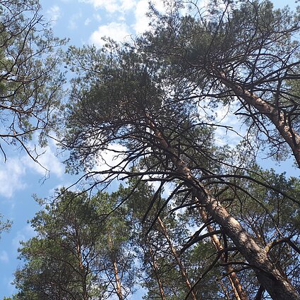 Vienkartinė planeta. Miškams apsaugoti buriasi „Girių spiečius“