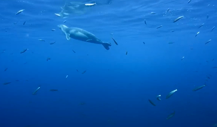 Nykstančių ruonių vienuolių stebėjimo ekspedicijos: kaip saugoma ši rūšis?