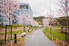 Vilniuje atidarytas japoniškas sodas