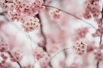 Vilnius inaugurates its new Japanese Garden