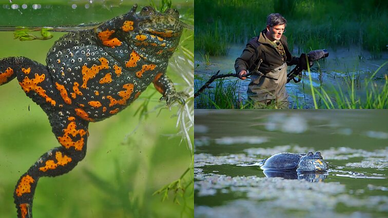 Gamtininko užrašai. Čepulis apie balose gyvenančias kūmutes ir jų paiešką: nedaug trūko, kad priburbuliuočiau ir turėčiau problemų