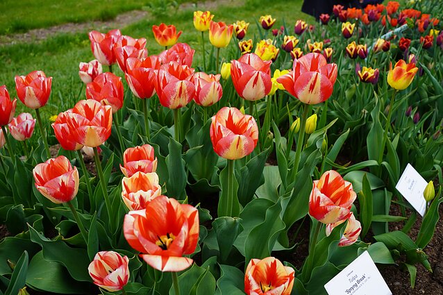 Cia mano sodas. Kokias tulpes rinktis, kad jos žydetu ilgai bei kaip persodinti pomidorus i šiltnami?