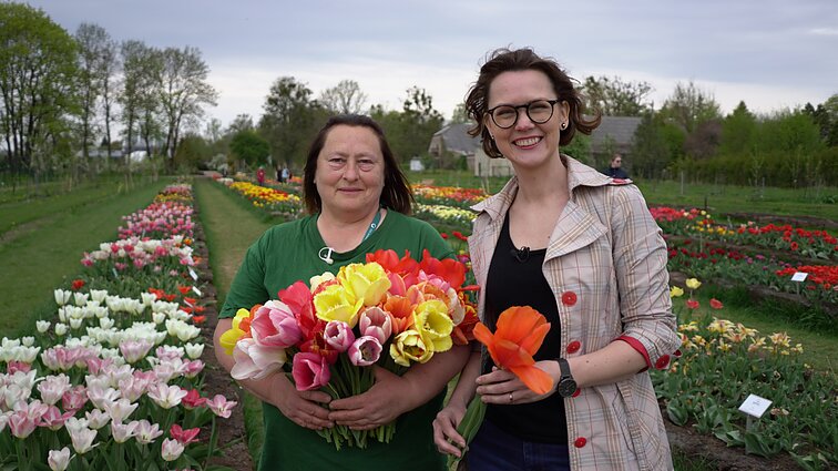 Viskas, ko nežinojome apie tulpes