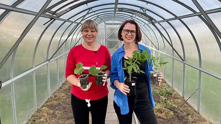 Kaip teisingai persodinti pomidorų daigus į šiltnamį