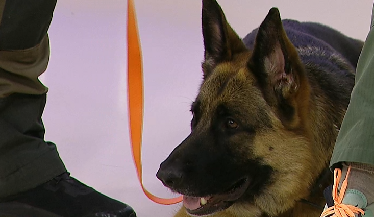 Šuo asistentė Mulan