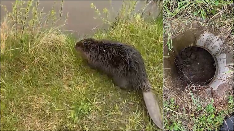Marijampolės pareigūnai išgelbėjo jau antrą dieną į šulinį įkritusį bebrą