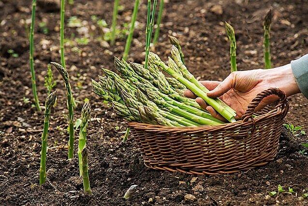 Augintoja apie prasidėjusį smidrų sezoną: jei geras oras, derlių tenka rinkti ir dukart per dieną