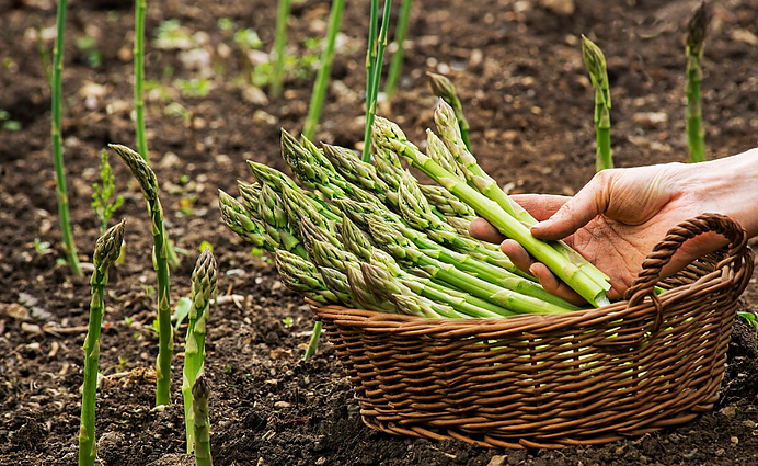 Nors kai kuriems dar menkai pažįstami, smidrai Lietuvoje populiarėja: kilogramo kaina – apie 10 eurų