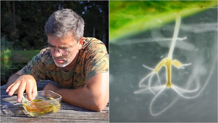 Medūzų, hidrų ir pinčių savybes išskyręs Čepulis: teoriškai jos gali gyventi amžinai