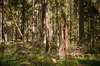 Woodland (associative image)