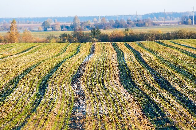 Pavasarinės šalnos pridarė nuostolių sodininkams ir žemdirbiams: augintojai sako, kad uogų sezonas vėluos