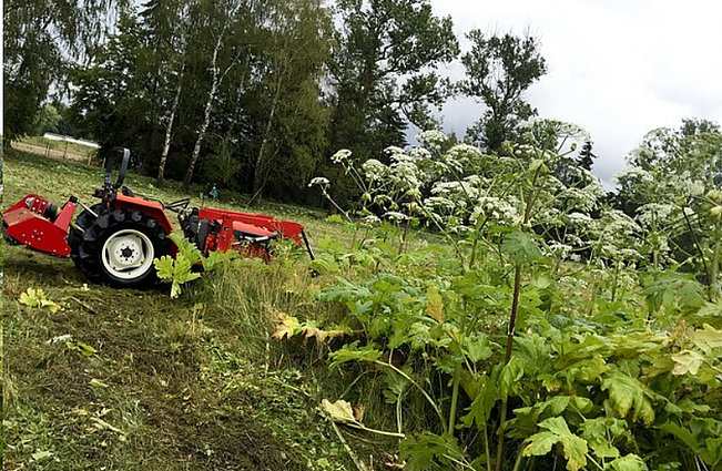 Naikinami sosnovskio barščiai: Lietuvoje šiuo invaziniu augalu užkrėstas net 10 tūkst. hektarų plotas