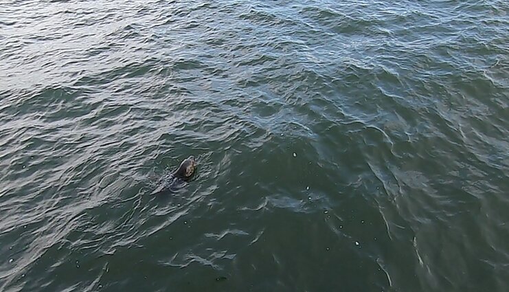 Auga nerimas dėl Baltijos jūros saugumo: nežinome, kokia žuvis paklius į mūsų lėkštę