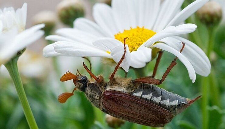 Dideli, lėti ir nerangūs grambuoliai: dažni svečiai mieste, bet gausiausi pulkai – smėlėtose vietovėse
