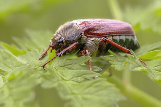 Grambuolys, liaudiškai vadinamas karkvabaliu arba avyžiumi Grambuolys, liaudiškai vadinamas karkvabaliu arba avyžiumi