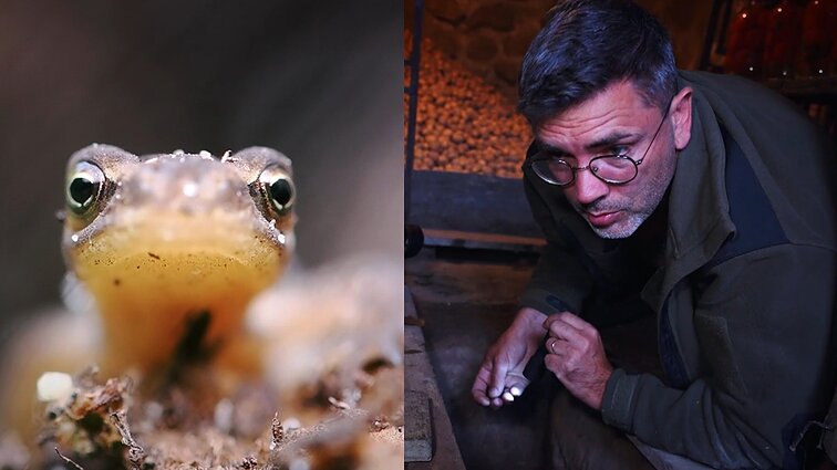 Gamtininko užrašai. Tritonų rūsyje ieškojęs Čepulis: jie gali badauti kelis mėnesius, todėl čia renkasi ne valgyti, o žiemoti