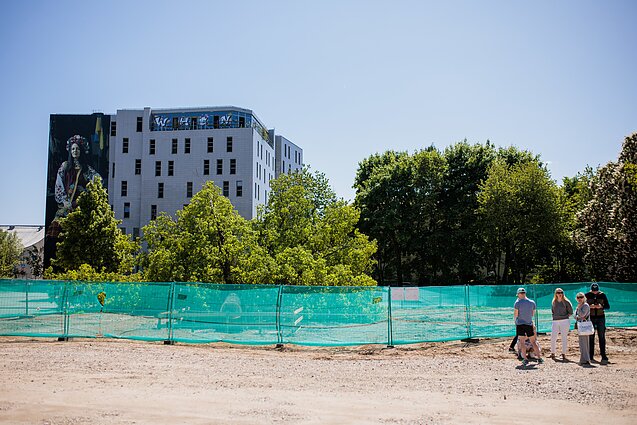 Vilniuje nukirstas ąžuolas Vilniuje nukirstas ąžuolas