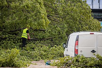 Vilniuje nukirstas ąžuolas sukėlė daug aistrų ir pasipiktinimo Vilniuje nukirstas ąžuolas sukėlė daug aistrų ir pasipiktinimo