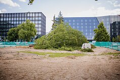 Vilniuje nukirstas ąžuolas sukėlė daug aistrų ir pasipiktinimo Vilniuje nukirstas ąžuolas sukėlė daug aistrų ir pasipiktinimo