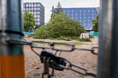 Vilniuje nukirstas ąžuolas sukėlė daug aistrų ir pasipiktinimo Vilniuje nukirstas ąžuolas sukėlė daug aistrų ir pasipiktinimo