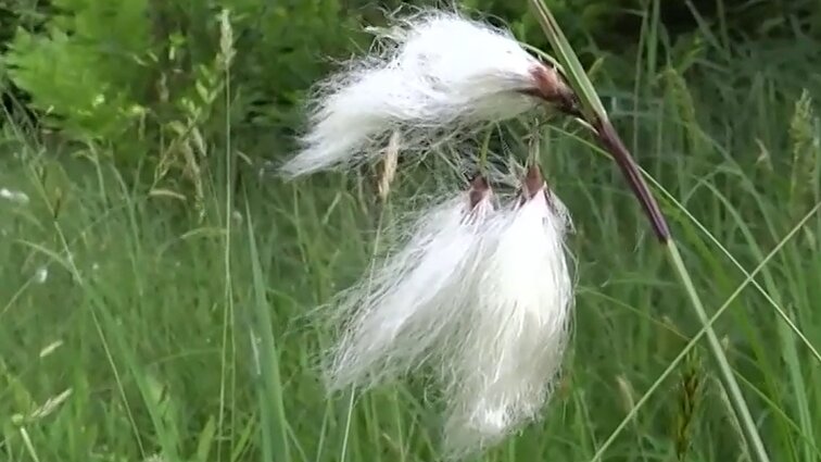 Kiaulpienės – ne vieninteliai augalai, kurie apsipūkuoja: sunkiau pasiekiamose vietose galima aptikti vilko pagalvėles – švylius