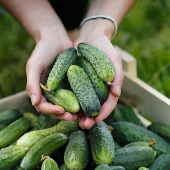 Pinigų kaina. Pokalbis su Kauno apskrities verslininkais: apie šeimos verslą, kurį valdo tėvas ir keturi jo sūnūs bei parduotuvėlę Kėdainiuose, kurioje net zefyrai agurkų skonio