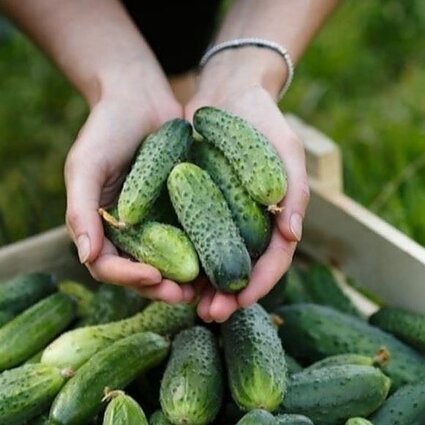 Pinigų kaina. Šeimos verslas, kurį valdo tėvas ir keturi jo sūnūs, bei krautuvėlė Kėdainiuose, kurioje net zefyrai agurkų skonio