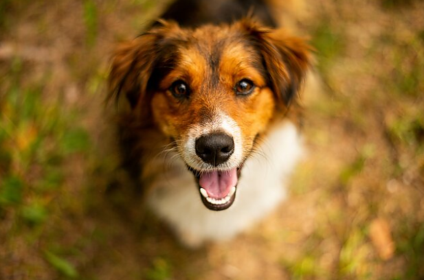 Veterinarijos gydytojas apie poilsį su augintiniais: planuojant ilgesnę kelionę, geriau pradėti nuo mažesnių