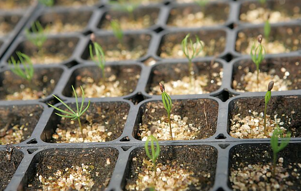 Savaitgalį prasideda pavasario mugė „Lietuvos žiedai“: kviečia savo rojaus sodus susikurti patiems