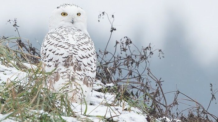 „Į juos žmonės žiūri kaip į šunyčius“: artimesnis žvilgsnis į vieną rečiausiai pastebimų paukščių lizdų