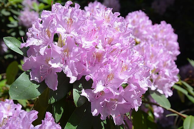 Pažintis su rododendrais: kada gausiausiai žydi ir kur Lietuvoje jų reikia ieškoti?