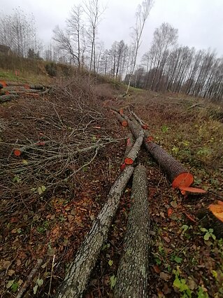 Kertamas miškas Dauguose Kertamas miškas Dauguose