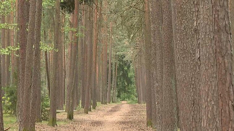 Klaipėdos mokslininkai ištyrė mišką Vakarų Lietuvoje: 19 a. žmonių sodinti medžiai turėjo saugoti miestą nuo užpustymo smėliu