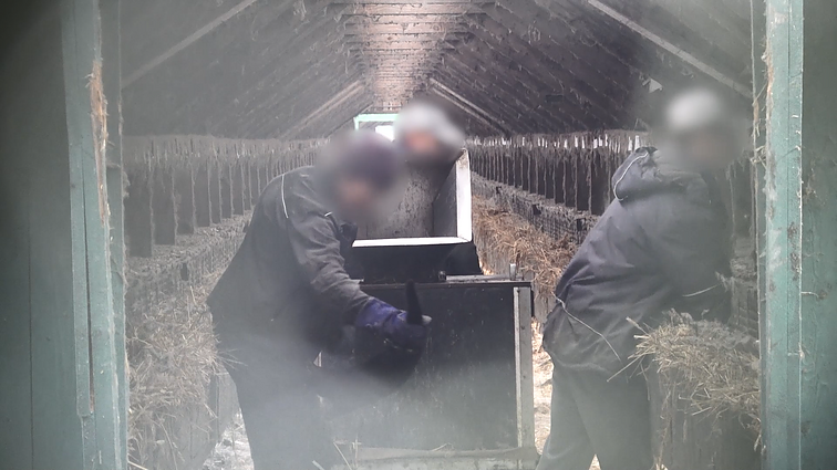 „Tušti narvai“ pristatė tyrimą apie kailių fermas: užfiksuota, kokiomis sąlygomis žvėreliai gyvena, kaip jie žudomi ir kaip su jais elgiamasi