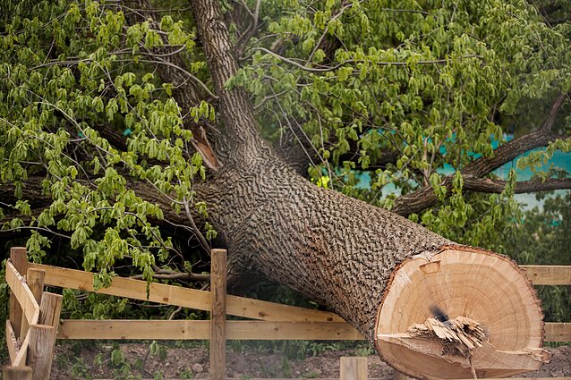 Anykštėnai stojo į kovą už savo šimtametį ąžuolą: baiminosi scenarijaus sostinėje pasikartojimo