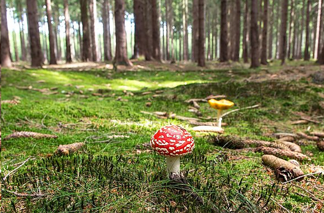 Toksikologas apie pagalbą apsinuodijus: kartais laikas yra gyvybiškai svarbus, todėl reikėtų nedelsti ir kreiptis į specialistus