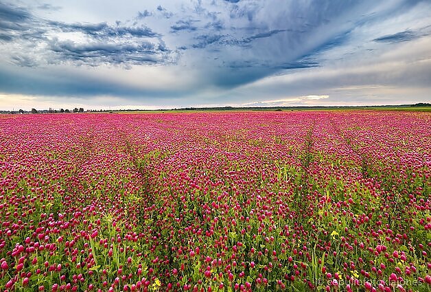 Fotosesijas rapsų laukuose keičia purpuriniai dobilai: šie akį traukiantys augalai turistus vilioja Biržų rajone
