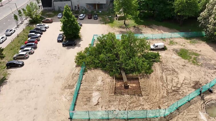 Makabrišką sprendimą nukirsti ąžuolą dėl papildomų parkavimo vietų kritikuojantys specialistai: buvo galima projektuoti požeminę aikštelę