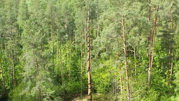 Nuo šiol keliautojai į Anykščius trauks apžiūrėti Gineso rekordo – iškilo aukščiausia pasaulyje medinė skulptūra